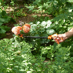 Langstielige Gartenschere „Titanium”